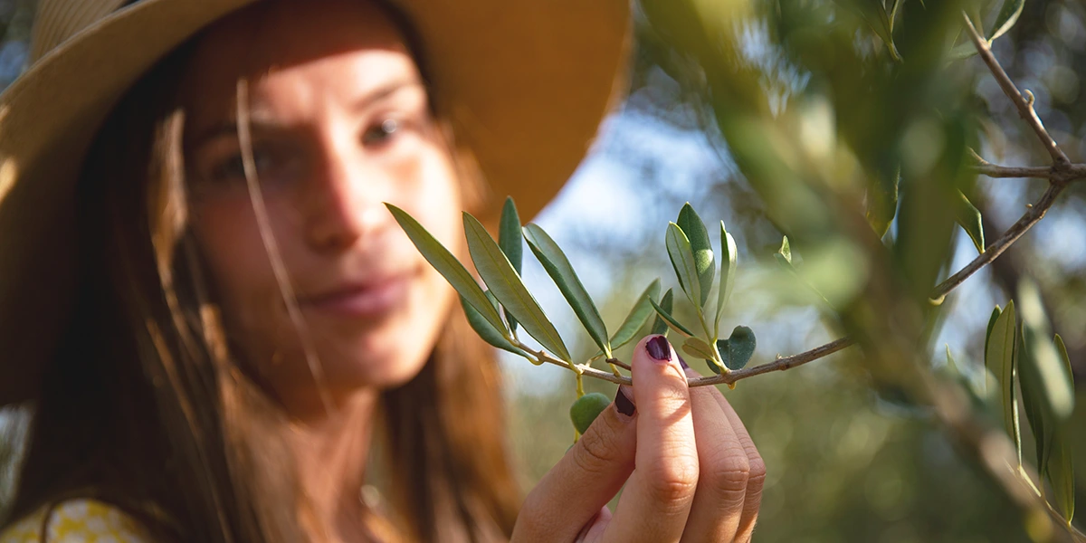 benefici olio di oliva capelli