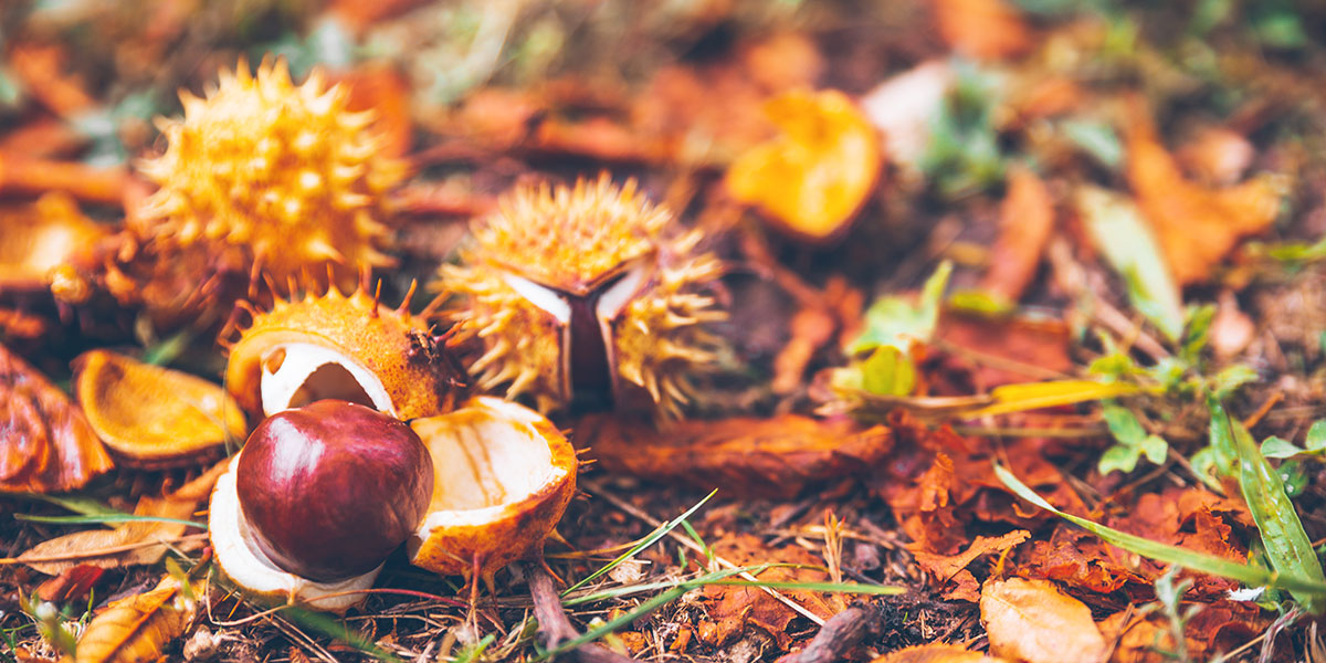 le saponine dell'ippocastano rinforzano i capelli deboli